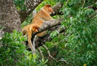 Kahau nosaty - Nasalis larvatus - Proboscis Long-nosed Monkey o7917